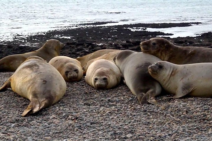 Full Day Tour to Punta Ninfas from Puerto Madryn - imagen #2