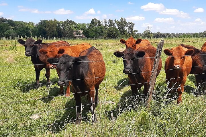 Horseback Riding Experience in Carlos Keen - imagen #14