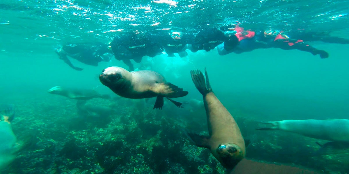 Par-06 : Scuba Diving in Paracas - Dive Discovery - imagen #6
