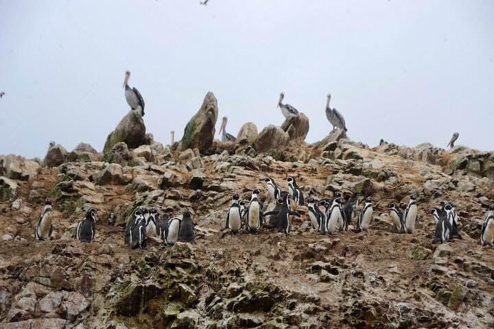 12-Day The Best of Peru: Lima, Nasca, Arequipa, Puno, Cusco & Machu Picchu - imagen #28