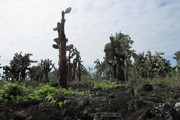 GALÁPAGOS IDEAL (3 días) - imagen #6