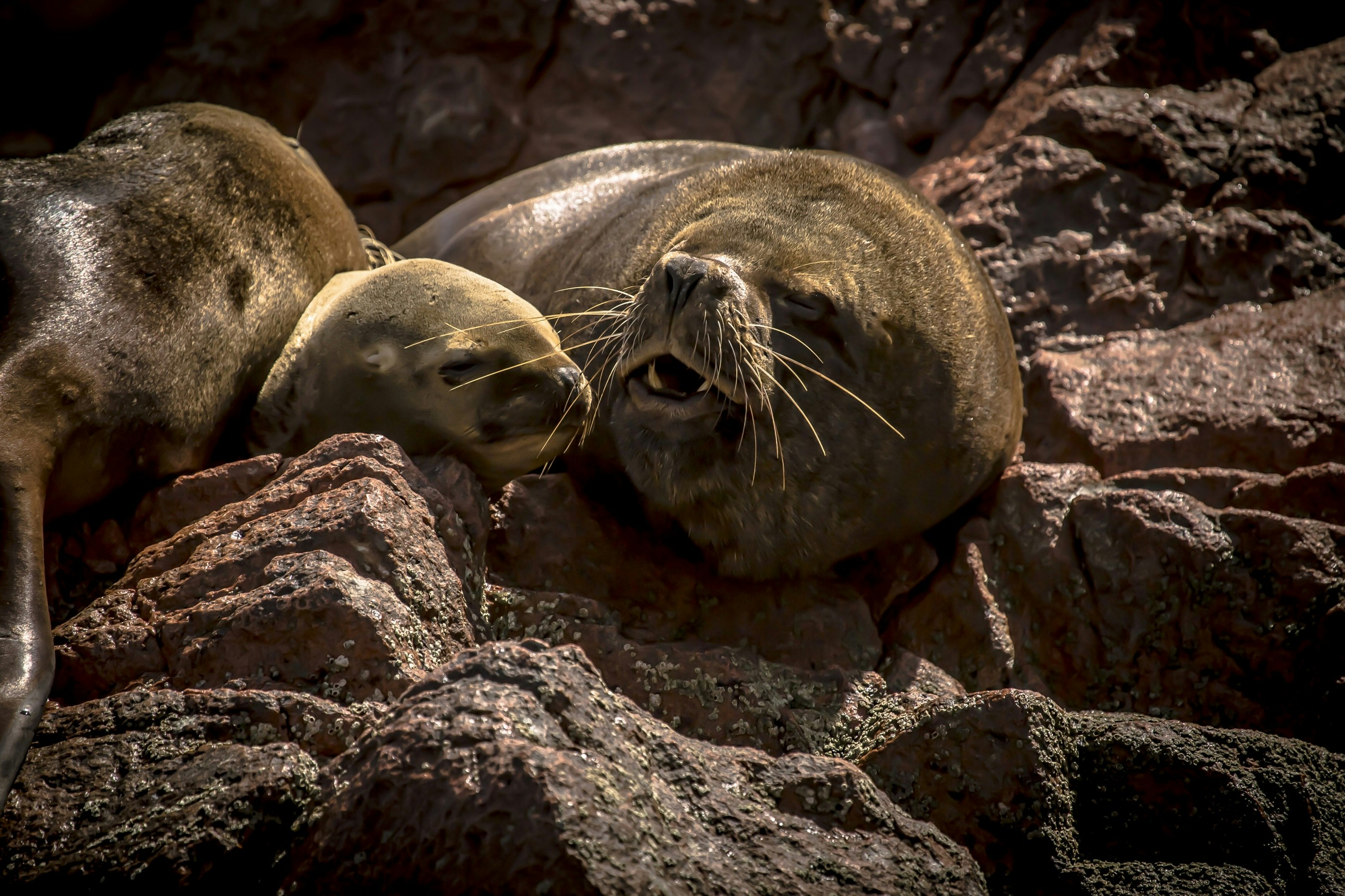 2-Day Nazca Lines and Ballestas Islands from Lima - imagen #12