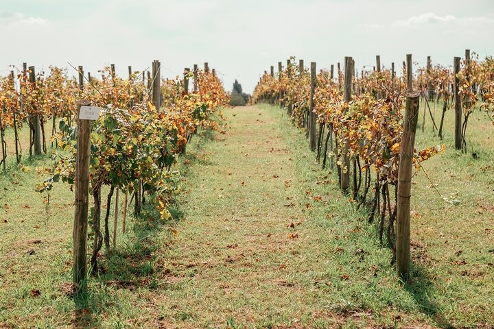 Bodega Gamboa Small-Group Wine Tasting Tour with Lunch - imagen #8