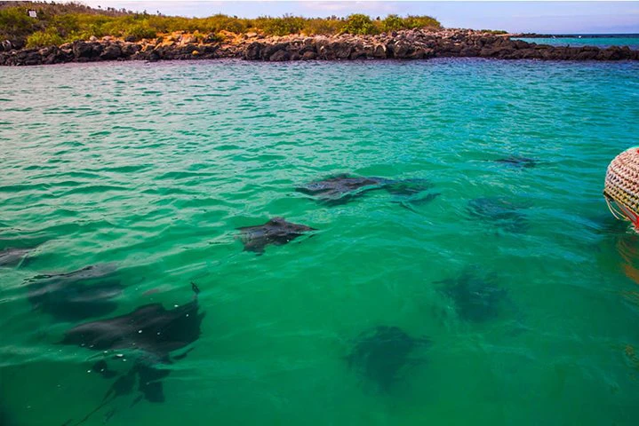 Full Day Santa Fe Playa escondida snorkeling tour - imagen #5