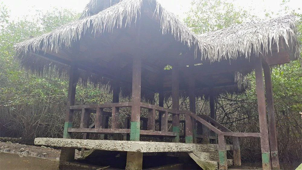Excursión de un día en canoa por los manglares de Churute - imagen #5