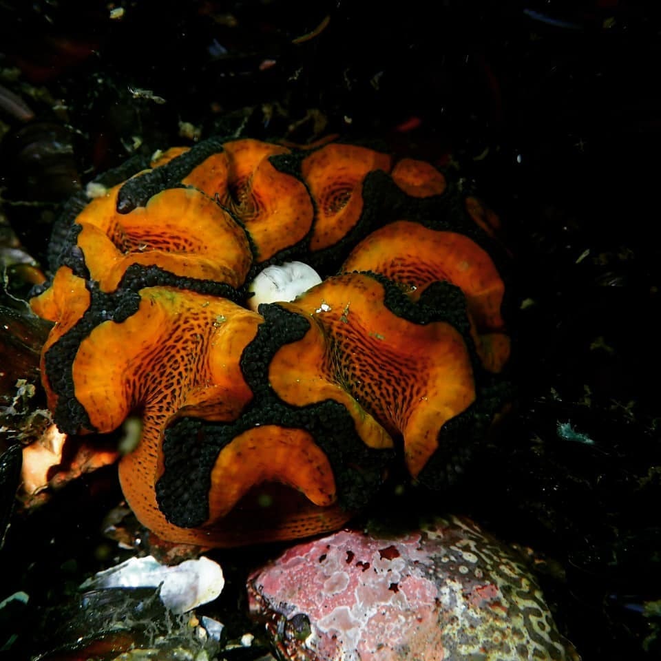 Par-06 : Scuba Diving in Paracas - Dive Discovery - imagen #5