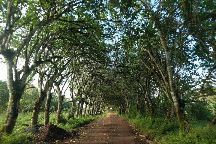 Transfer Airport-hotel in Galapagos Santa Cruz with visit to Giant Tortoises - imagen #14