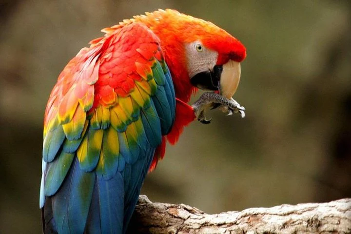 Excursión al zoológico El Pantanal en Guayaquil - imagen #6