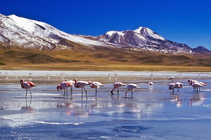 4-Days Experience at Uyuni Salt Flat From San Pedro de Atacama - imagen #9