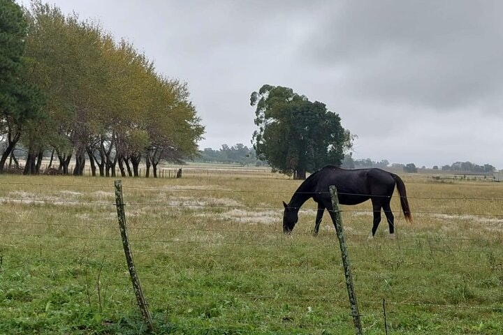 Authentic Farm Day in an Argentine Countryside Estancia - imagen #14