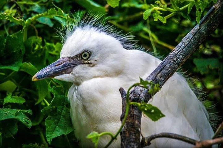 Excursión al zoológico El Pantanal en Guayaquil - imagen #5