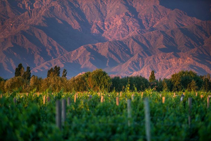 Cafayate Wine Trail Excursion: Explore Salta s Vineyards
