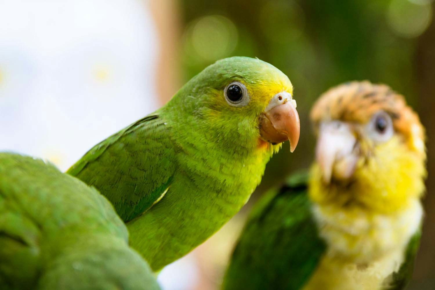 Pmal-03 : In-Depth Amazon Experience - 4 Days inside Rainforest - imagen #6