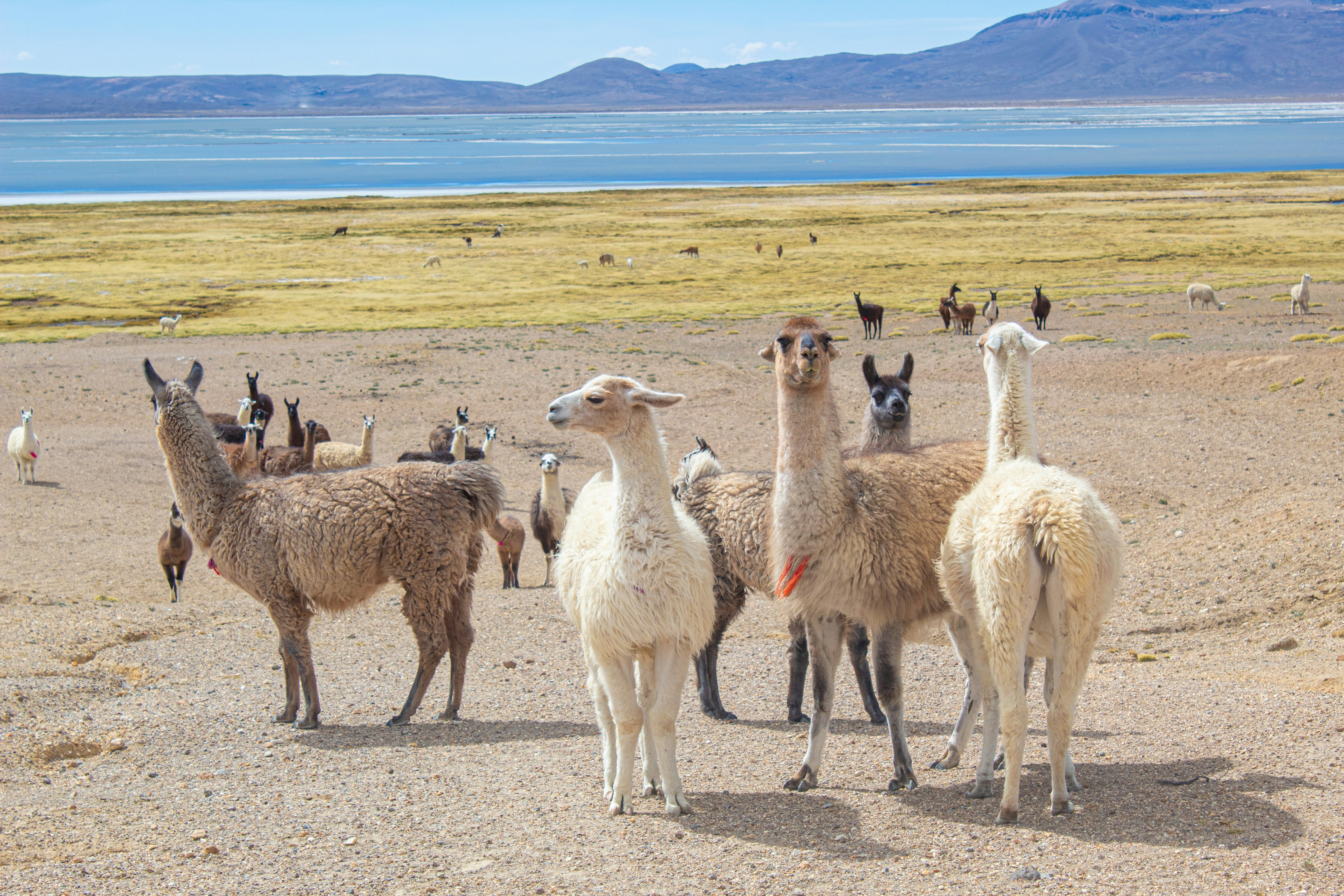 Are-08 : Petroglyphs and Pillars - Sillar Route Adventure - imagen #5