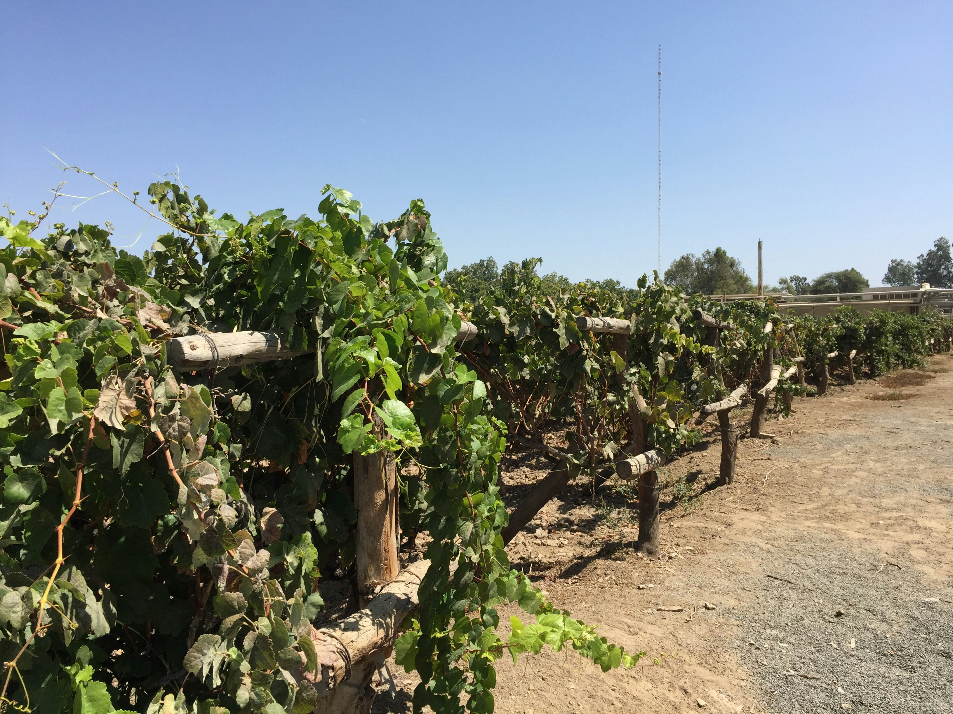 2-Day Pisco Tasting Journey in Ica with Viñas Queirolo Hotel Stay From Lima - imagen #13