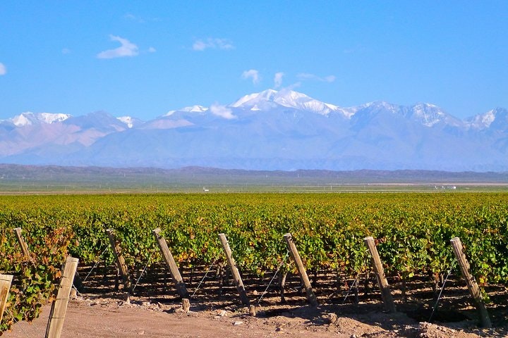 Private Tour: Full-Day Altamira Road Agritourism Experience from Mendoza - imagen #7