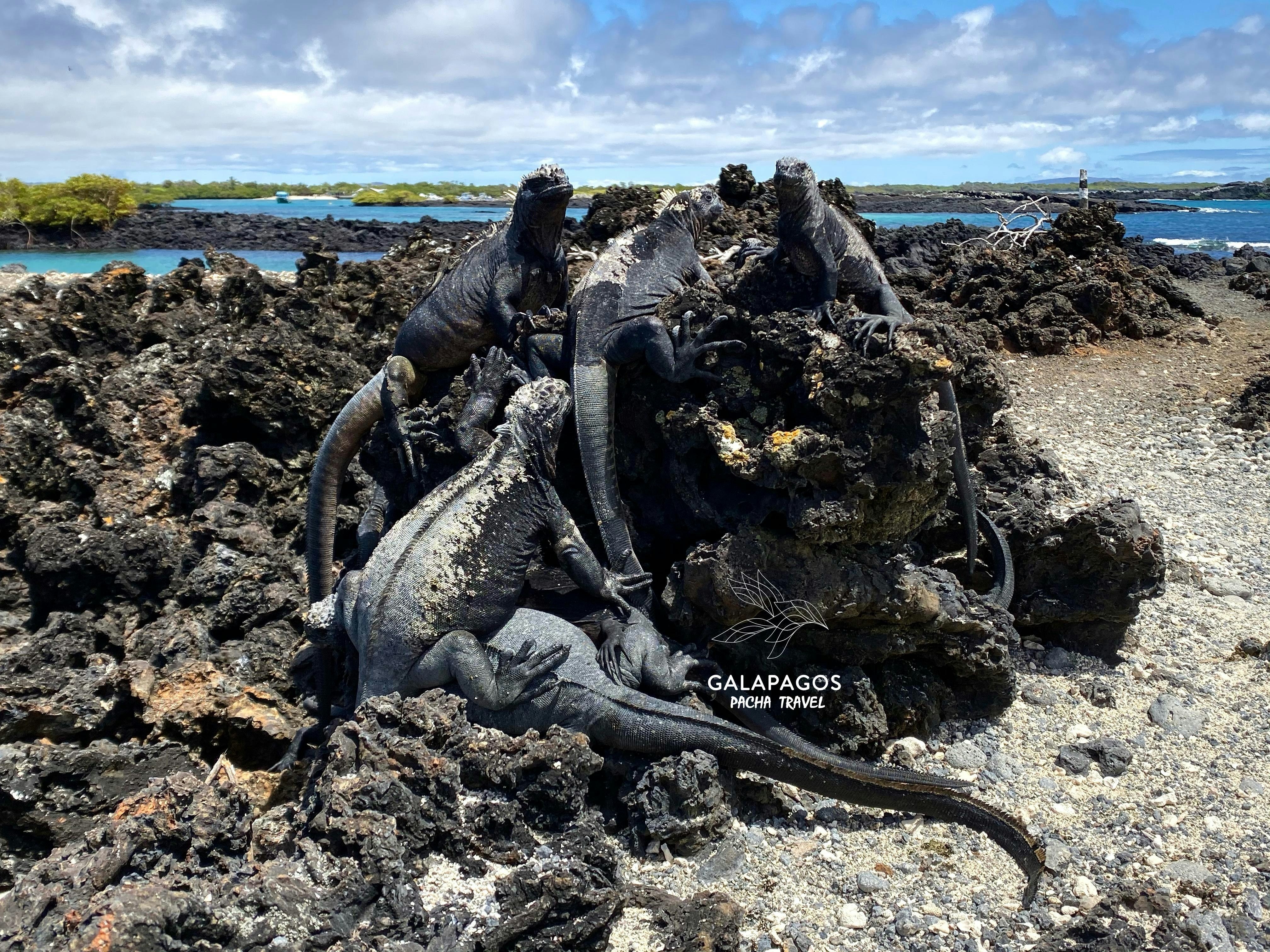7 días / Santa Cruz y Estación Científica Charles Darwin, Isabela - imagen #15