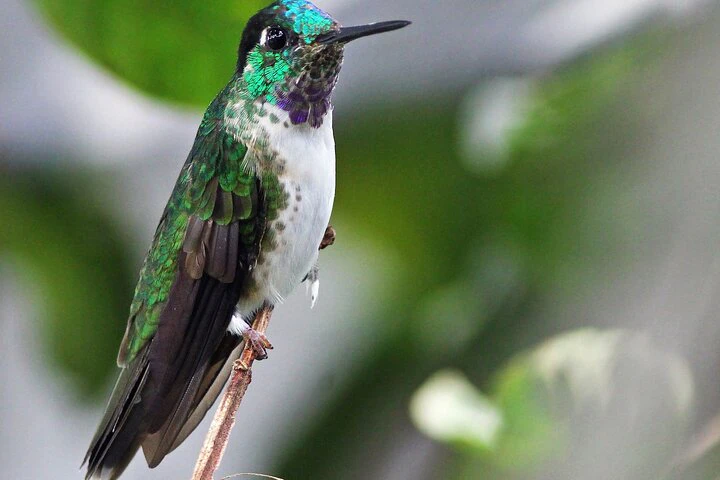 Observación de aves: excursión de día completo desde Cuenca - imagen #5