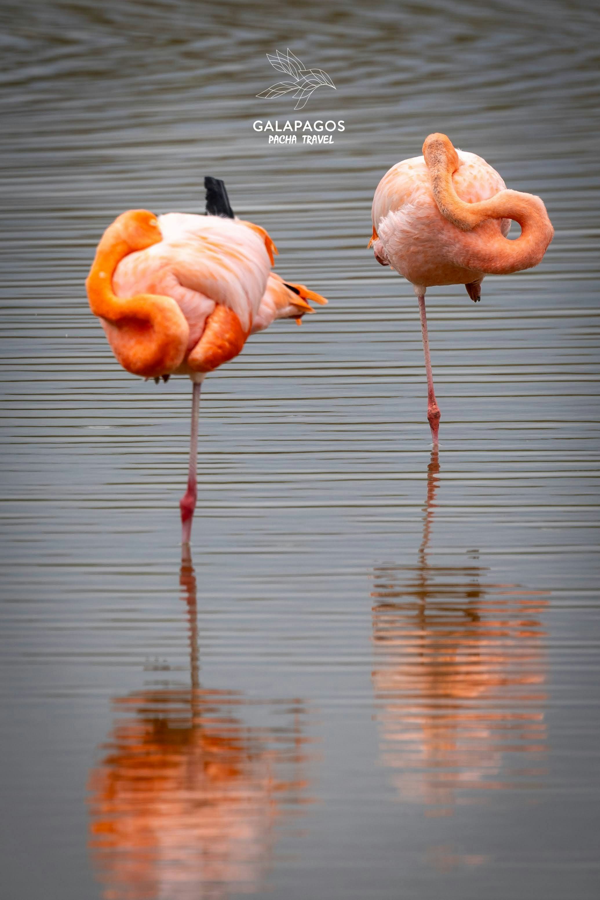 7 días / Santa Cruz y Estación Científica Charles Darwin, Isabela - imagen #10
