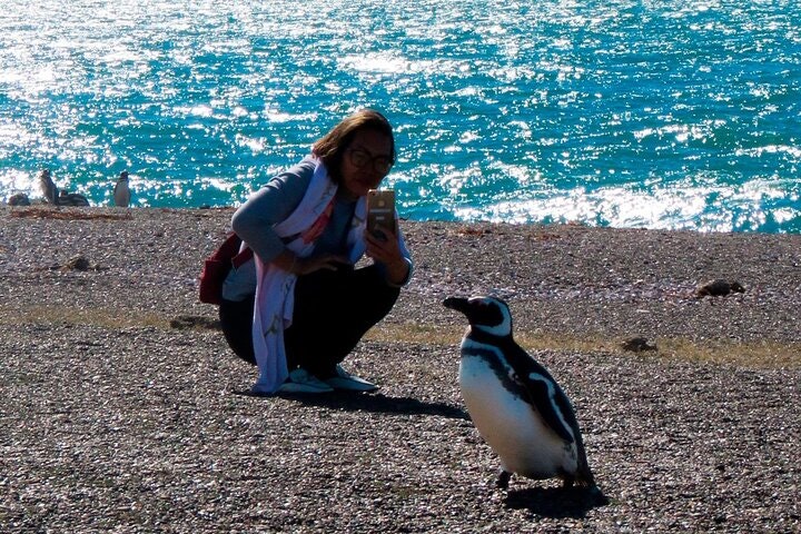 Estancia San Lorenzo: Home to the Largest Penguin Colony - imagen #11