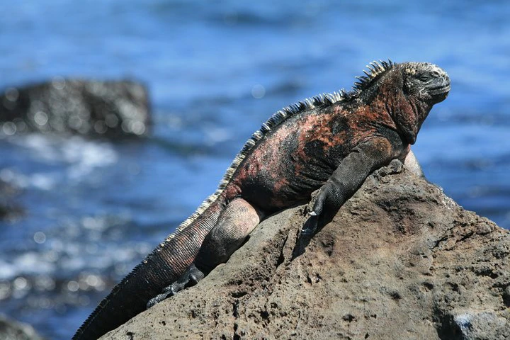 Ecuadorian Experience Quito - Galápagos 8 DAYS 7 NIGHTS - imagen #7