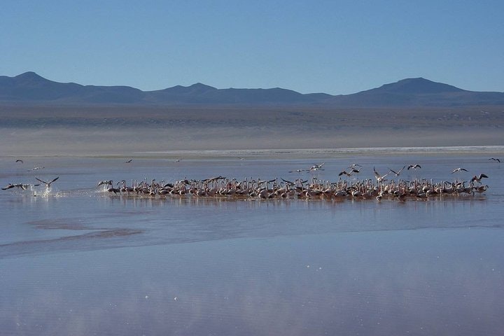 6-Days Discovering 2 of the World's Largest Salt Flats, Atacama & Uyuni - imagen #4