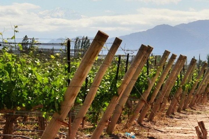 4-Days Trip to Mendoza and The Andes - imagen #6