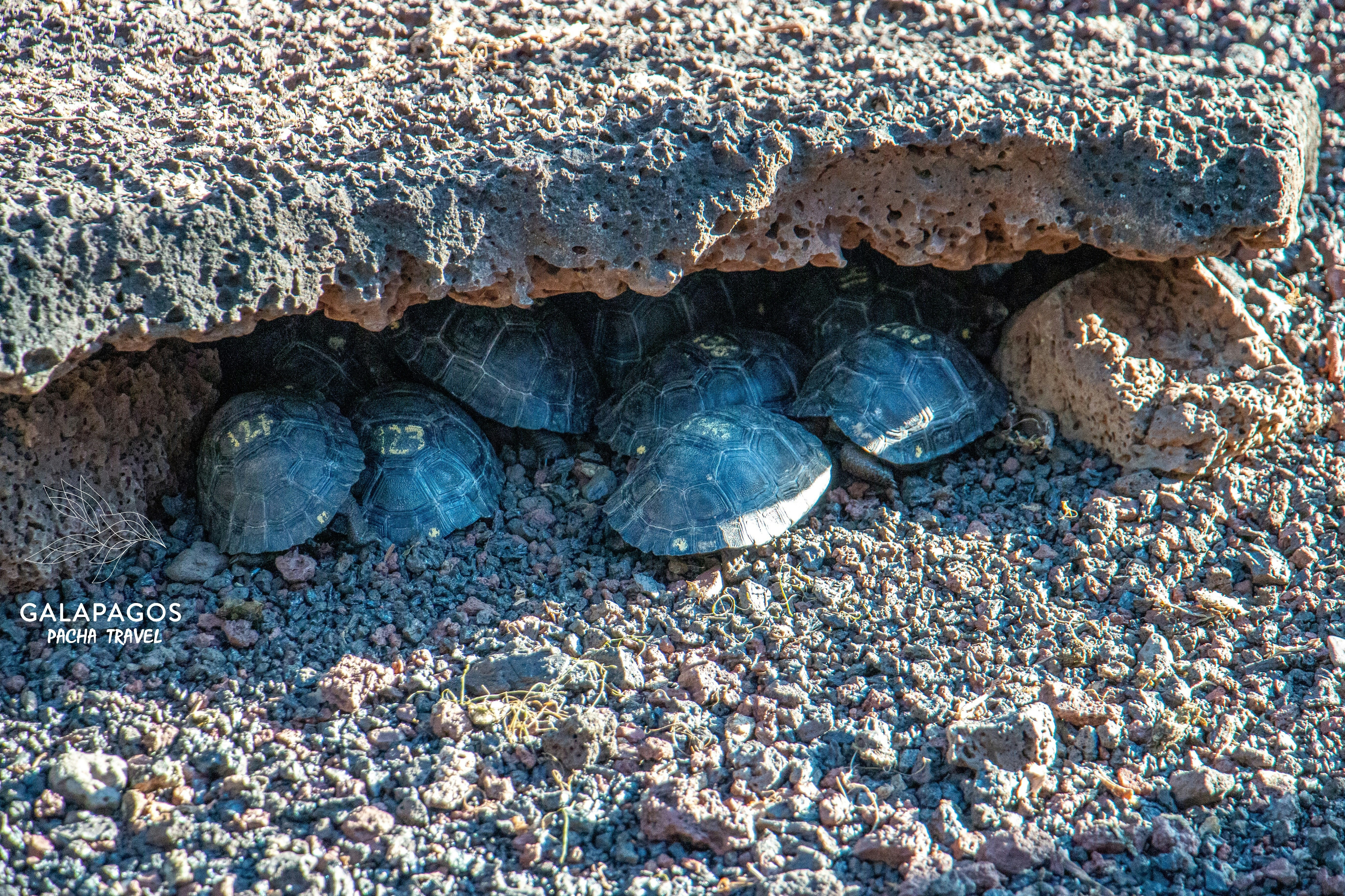 Paseo por la naturaleza con tortugas gigantes - Santa Cruz - imagen #2