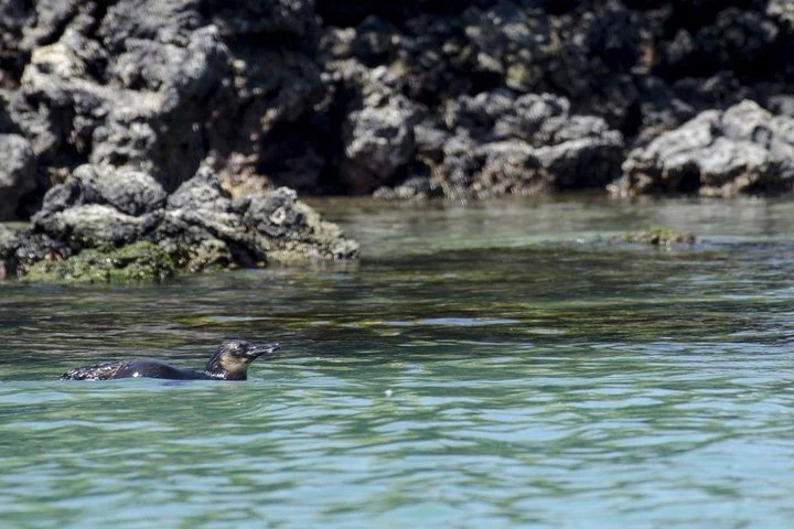 Galápagos: recorrido de 9 días por Santa Cruz, Isabela y San Cristóbal - imagen #4