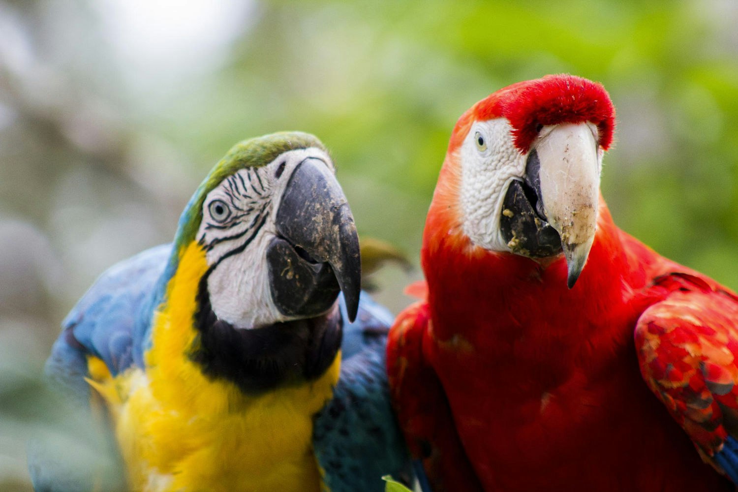 Iqu-06 : Pacaya Samiria Safari - 3 Days in Amazon National Reserve - imagen #8