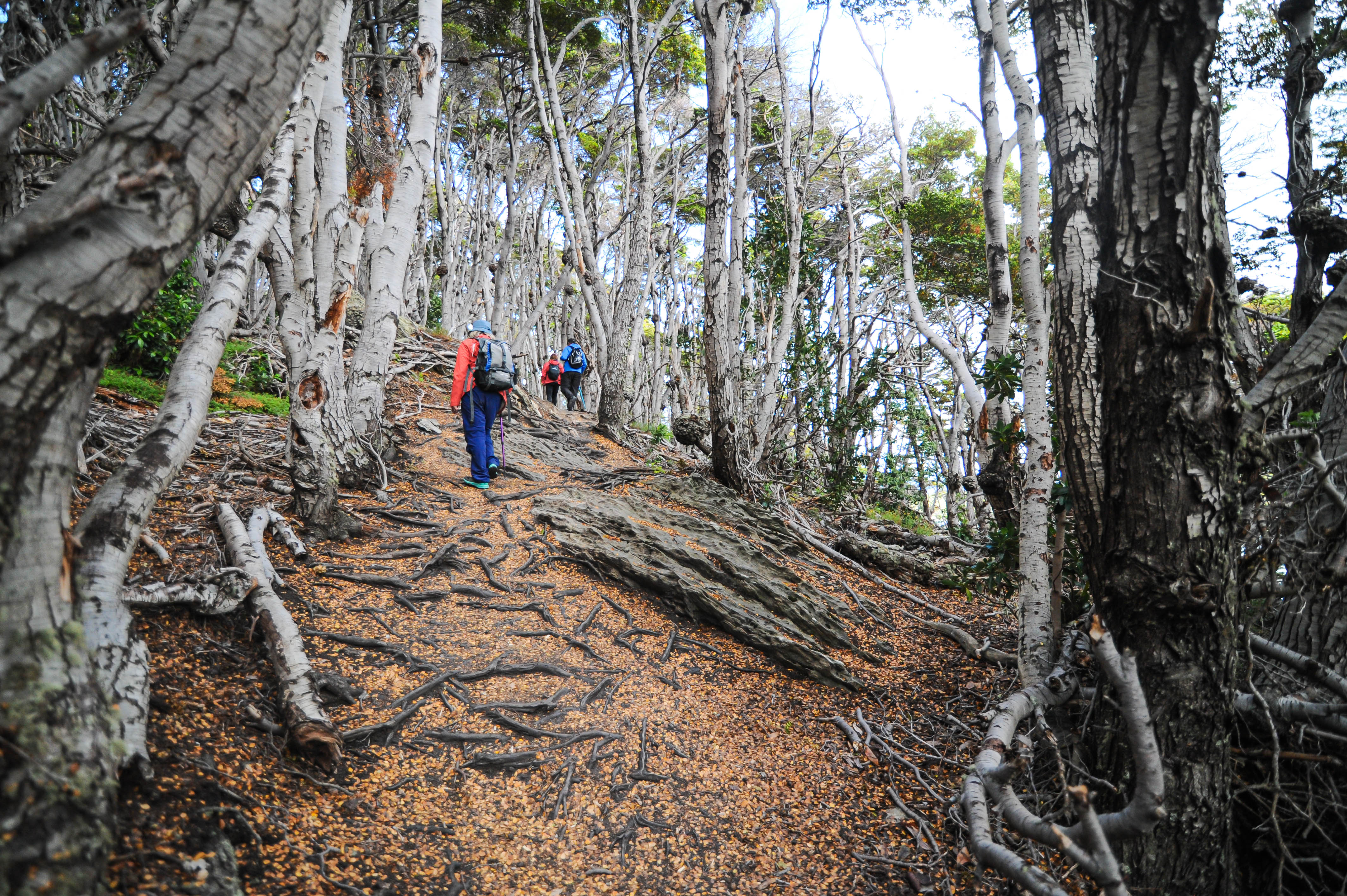 Ushuaia Explorer: 4-Day Adventure at the End of the World