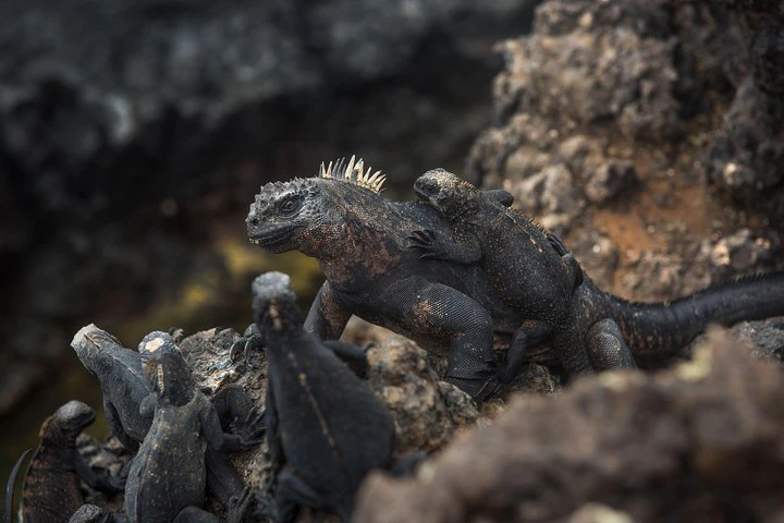 Galápagos: recorrido de 9 días por Santa Cruz, Isabela y San Cristóbal - imagen #7