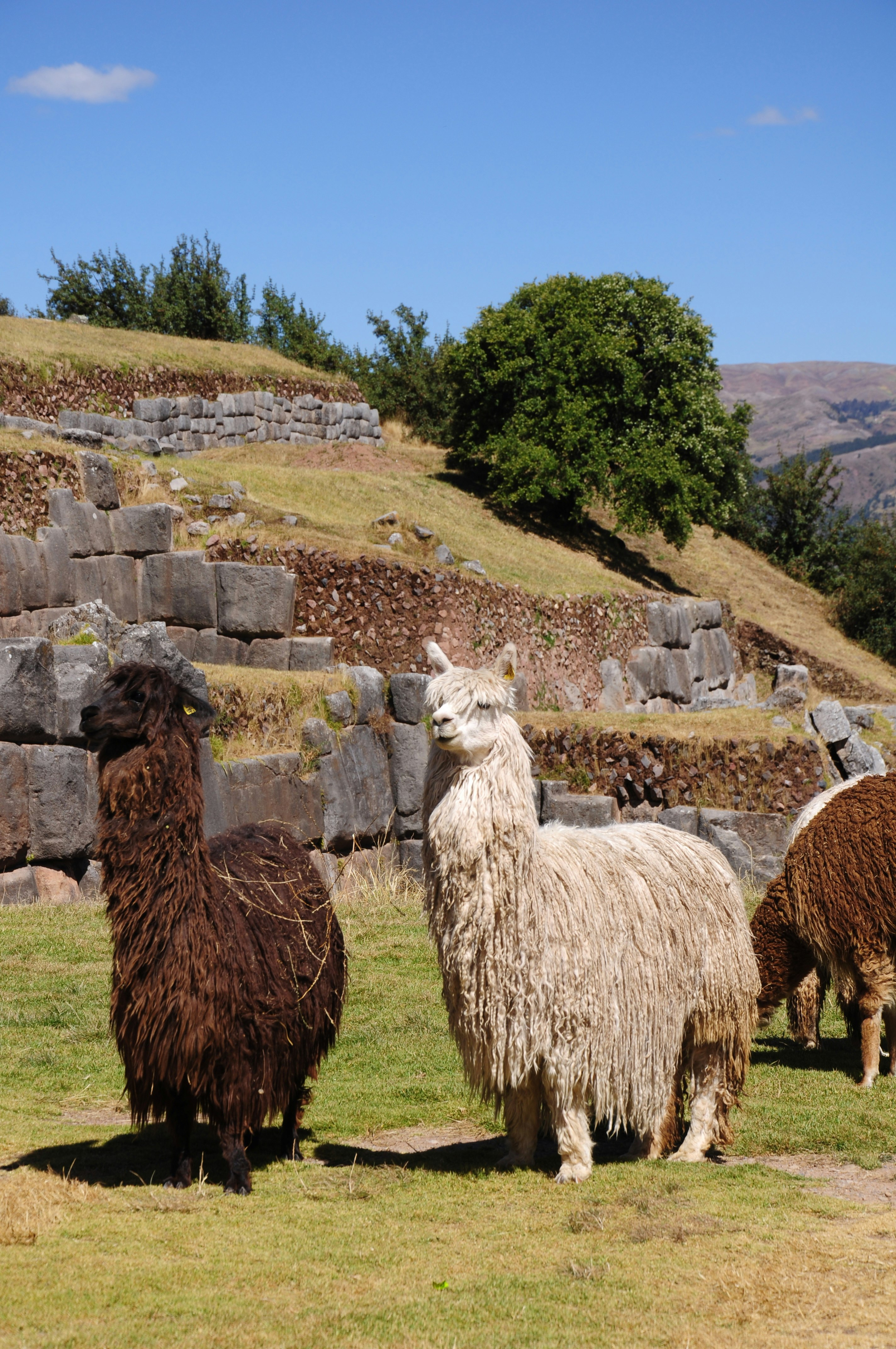 Sacsayhuaman Inca´s temple, Tambomachay, Puca Pucara Half-Day Tour - imagen #9