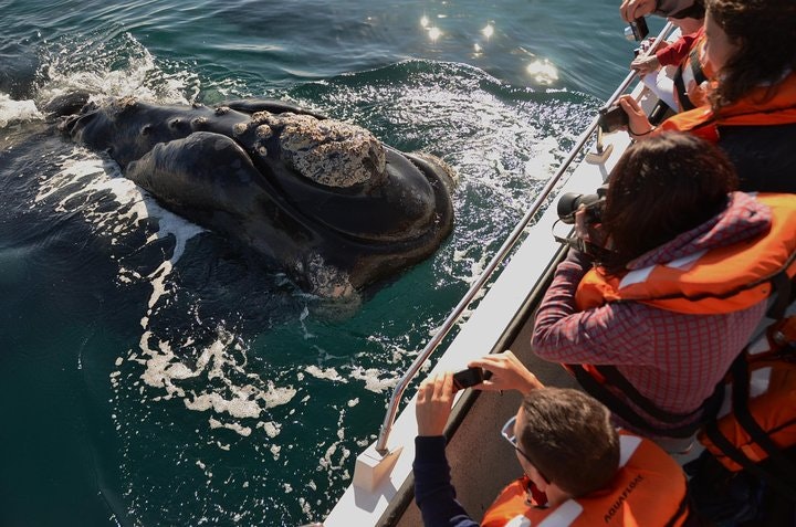 Peninsula Valdes Tour from Puerto Madryn With optional Whale Watching - imagen #6
