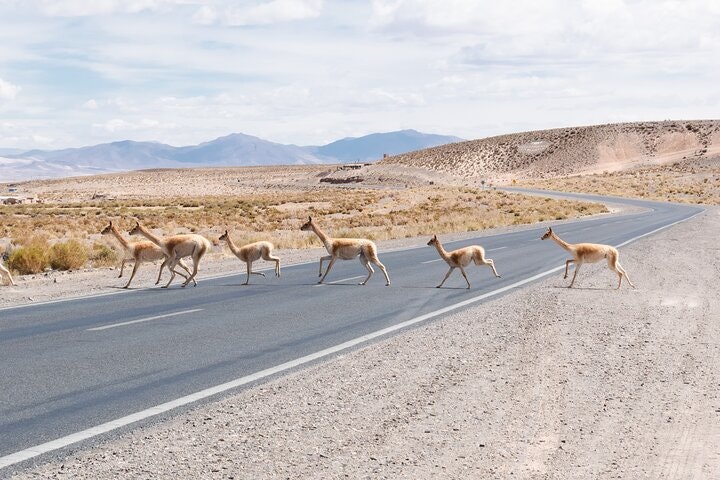 Salinas Grandes and Purmamarca Full Day Tour from Salta - imagen #17