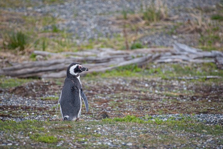 Martillo Island: Boat Trip to the Penguin Colony & Beagle Channel - imagen #17