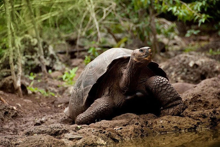 Galápagos: 4 días explorando la isla de San Cristóbal - imagen #11