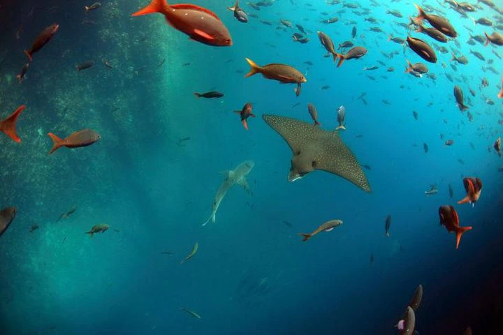 Día completo en Kicker Rock - imagen #5