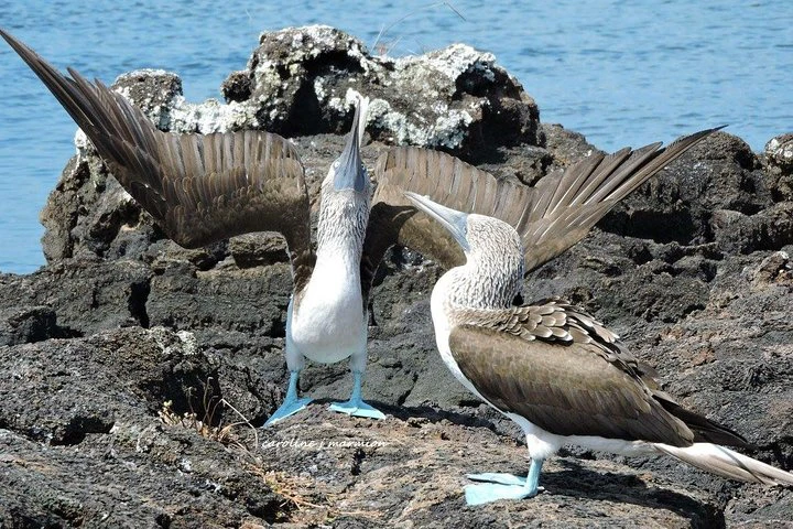 Ecuadorian Experience Quito - Galápagos 8 DAYS 7 NIGHTS - imagen #6