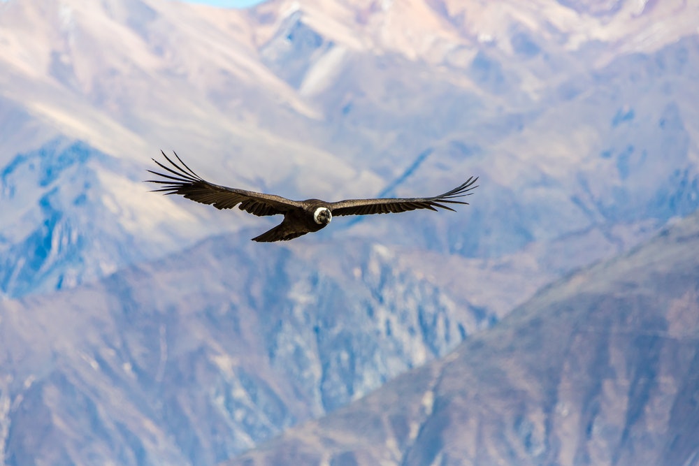 Are-02 : Colca Canyon Day Tour - imagen #7