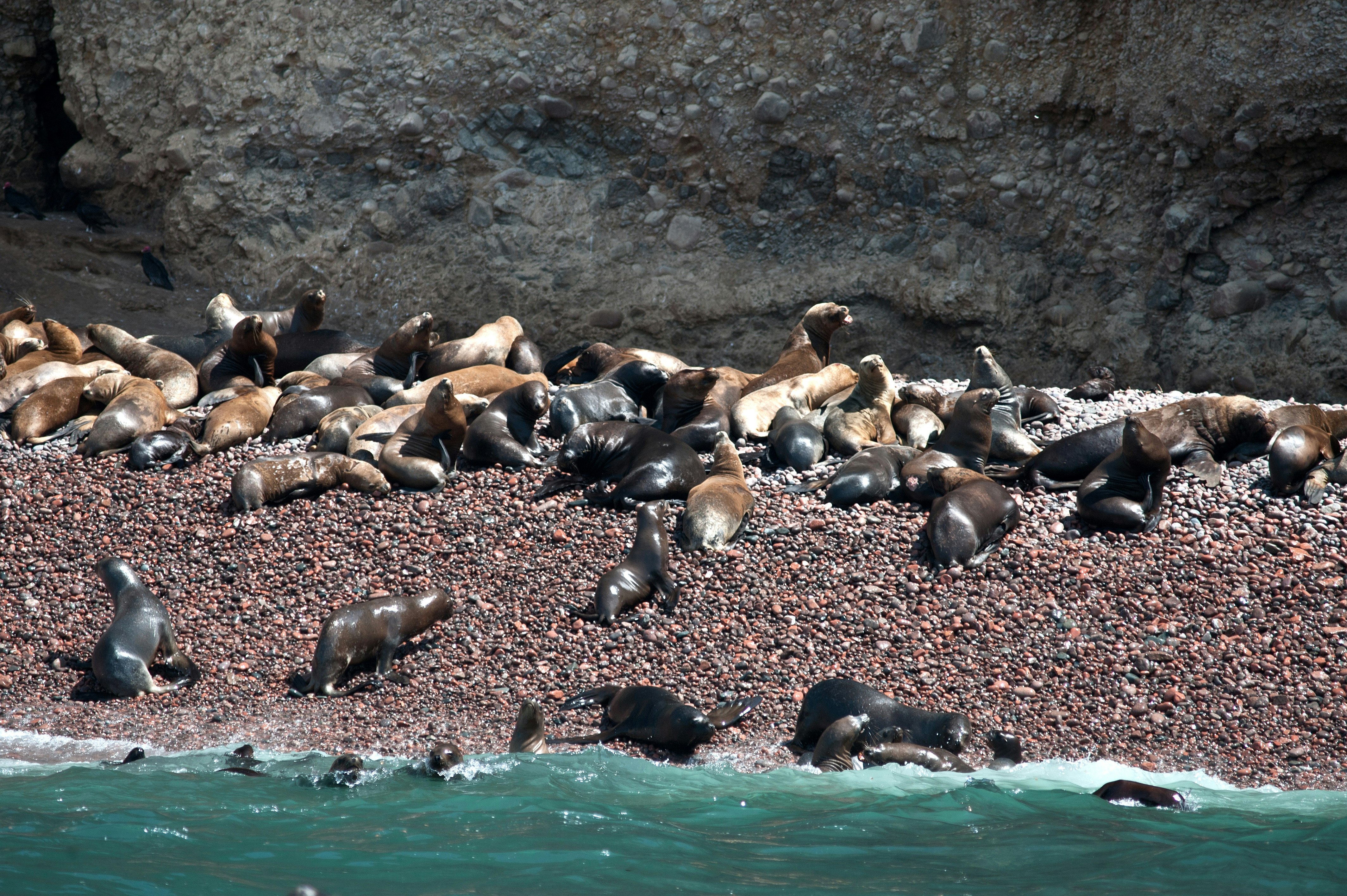 Nazca Lines & Ballestas Islands Private Full Day Tour from Lima - imagen #13