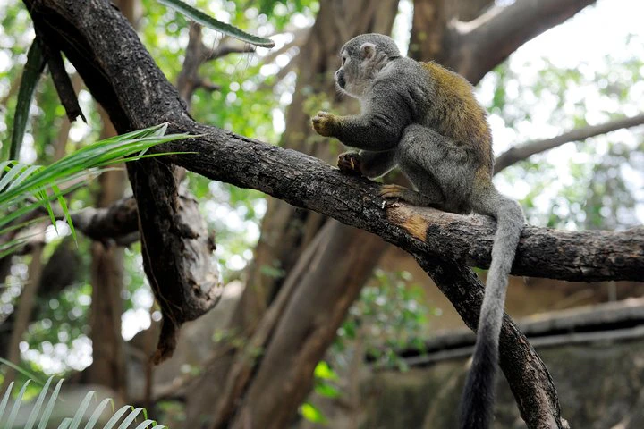 Excursión al zoológico El Pantanal en Guayaquil - imagen #2