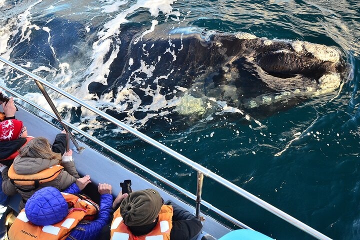 Peninsula Valdes Tour from Puerto Madryn With optional Whale Watching - imagen #8