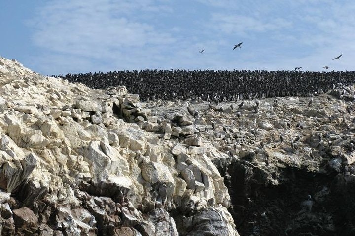 Ballestas Islands Sigthseeing Tour - imagen #4