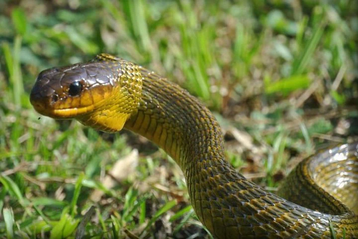 Excursión al zoológico El Pantanal en Guayaquil - imagen #4