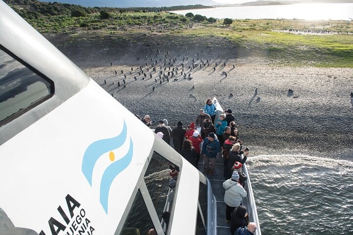Martillo Island: Boat Trip to the Penguin Colony & Beagle Channel - imagen #13
