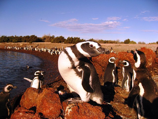 Punta Tombo Penguin Colony from Puerto Madryn with Toninas Watching