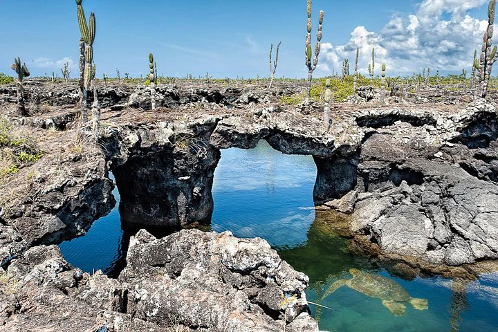 Galápagos: Santa Cruz e Isabela. Excursiones de 6 días - imagen #6