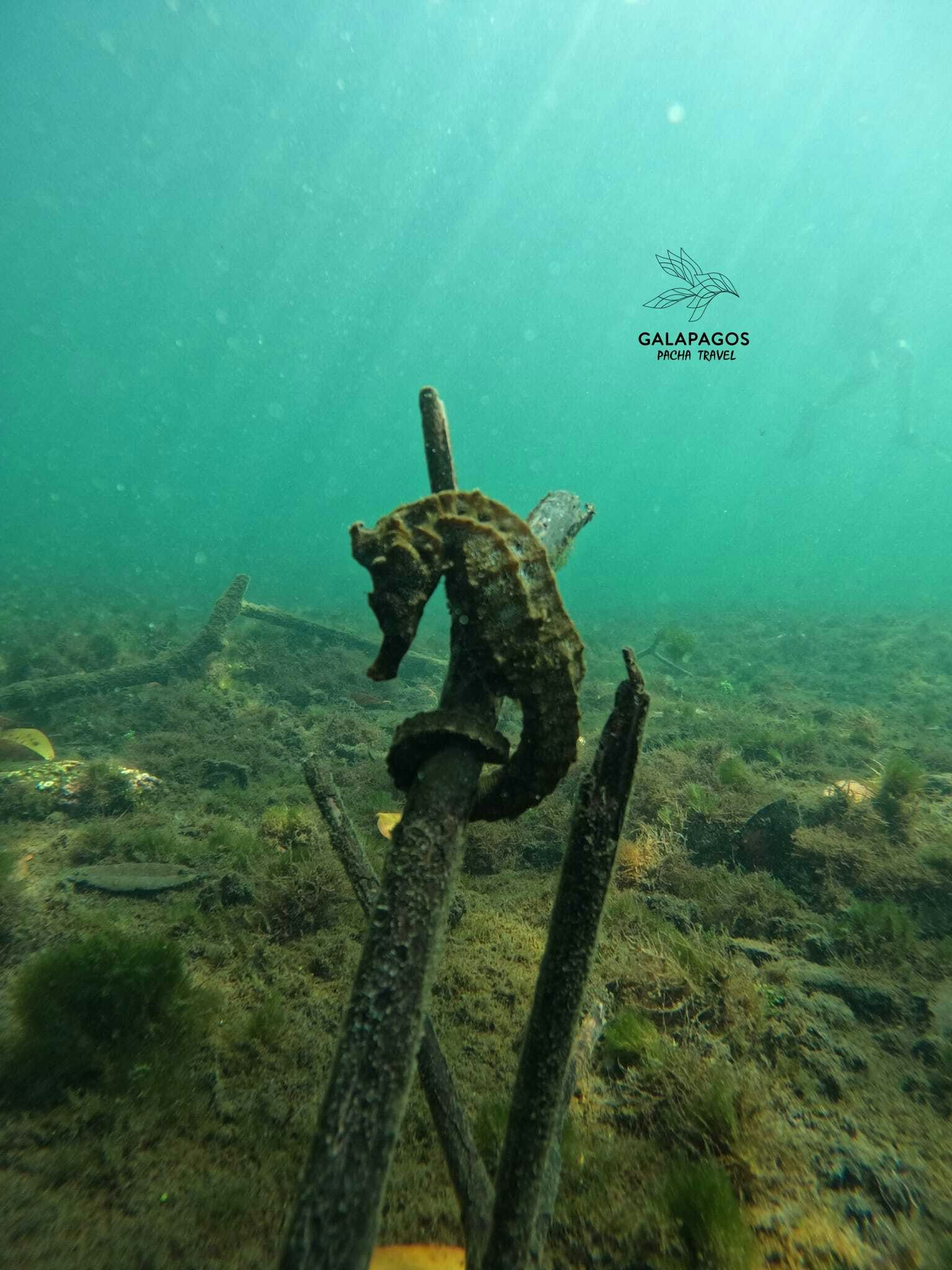 Snorkel Los Tuneles - Isabela - imagen #3