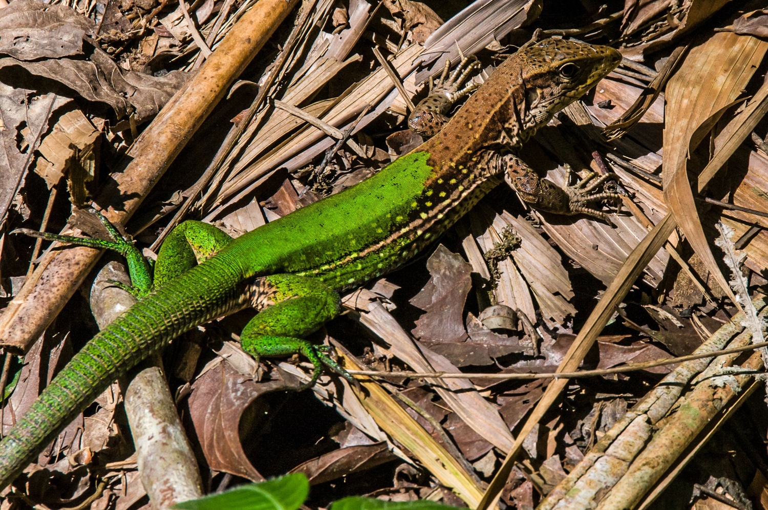 Pmal-01 : Sandoval s Secrets- 2 Days in the Tambopata Jungle - imagen #5